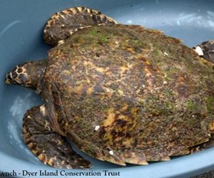 Hawksbill turtle saved